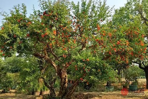 辛酉石榴木命为人精明强干,强词夺理,自发图强,不服不输,有革新,创造