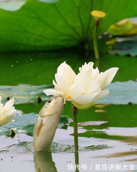 生肖鸡|进入11月下旬，运势如虹，4属相越努力越幸运，收获满满