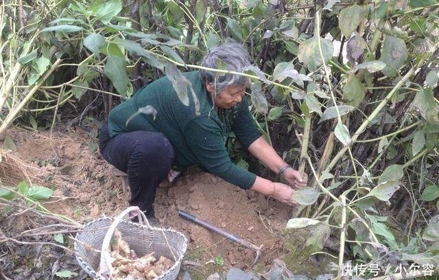 够吃|农村把此菜叫洋姜,吃着甜甜的,每年种一次全家够吃一年