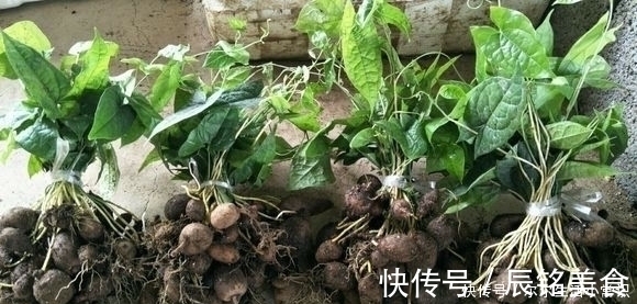 珍珠|大山里的宝贝，种子像珍珠，根部是个宝，治疗咳嗽有奇效，了解下