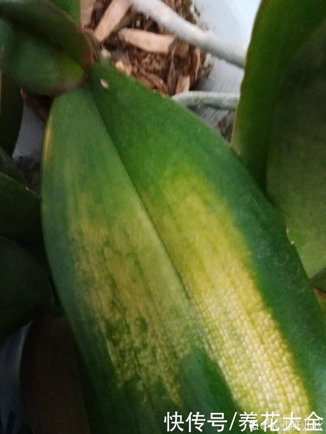 夏天怕晒的花，赶紧搬到阴凉地儿，再晒成枯杆了