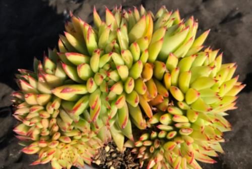 名字很洋气的多肉艾克魂，你知道它是什么品种缀化而形成的吗？