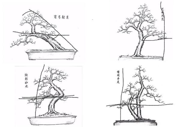  玩弄盆景，怎样才能达到自己理想的造型？三是重点不容忽视