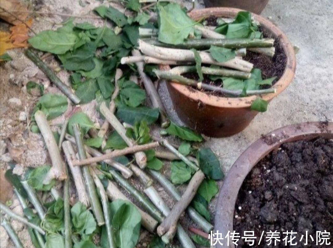 成活率|扦插花卉，总是不生根，大多是3个方面没做好