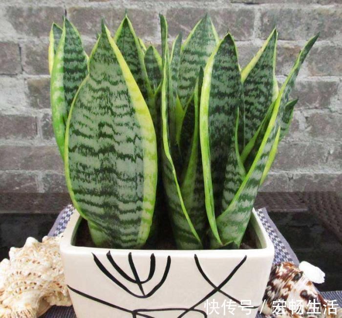 养护|卫生间放这3种“花”,耐阴除臭还杀菌,轻松告别厕所异味