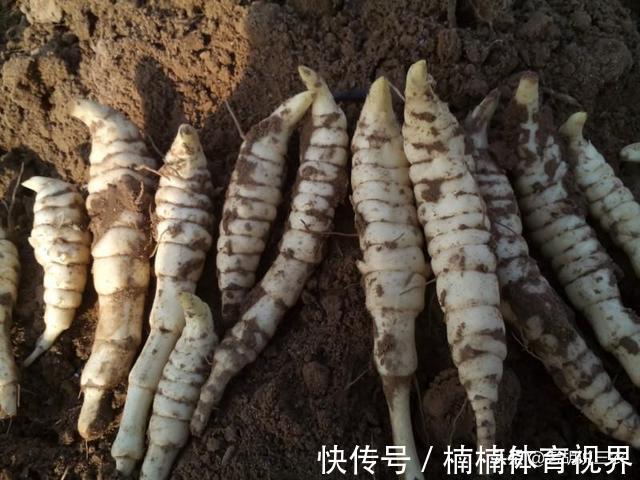 汪颖|被称为“地白虫”,原先无人要,现在居然卖30元/斤,为啥呢?