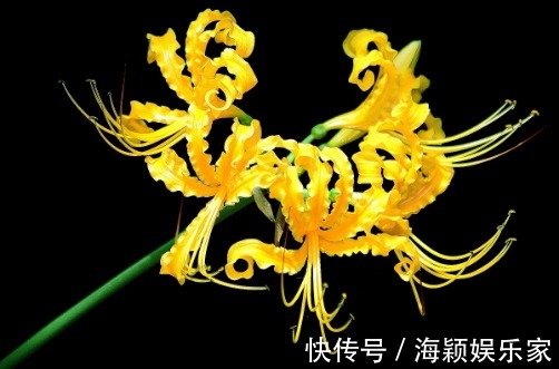 喜欢菊花,不如养盆“花中精品”忽地笑,神秘冷艳,风韵独具
