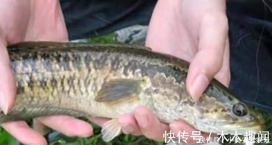 话不多说,天气再热只要用好这套黑鱼钓法,保你上了一条又一条