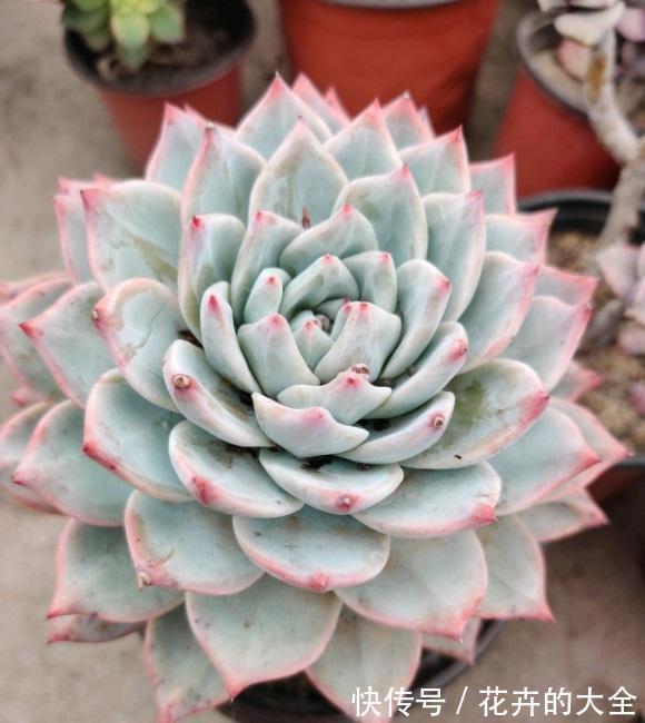 栽种|让多肉长得更大,换成大盆,用纯的泥炭土栽种,4个月就长大