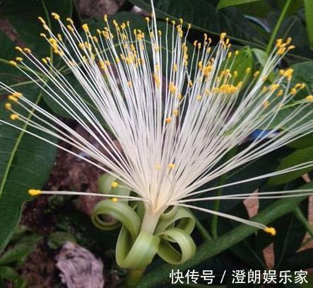 金钱树|“2种树”家里养,比“君子兰”好看,放阳台上养2年,变值钱!