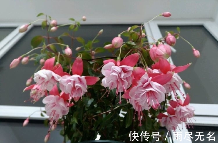 君子兰|花期最长的植物，一开就是大半年，花朵五颜六色，漂亮又好养