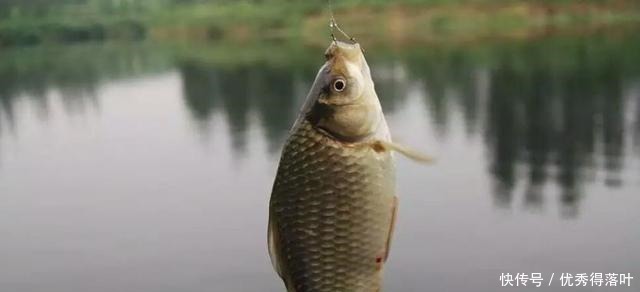 一到冬季就封竿想爆护别怕冷,一款冬钓自制神饵分享给你!