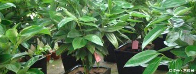 富贵竹、平安树叶子干枯发黄不用怕,教你几招轻松应对黄叶问题