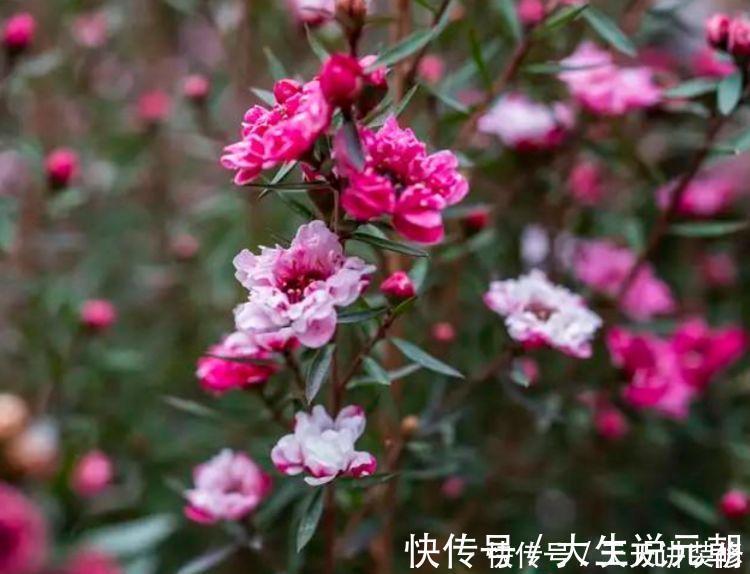 4种花,堪称“开花机器”,365天开不停,养家里,四季有花赏