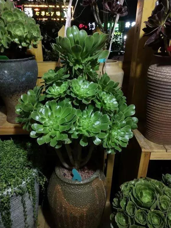 4种大型多肉超霸气,个个都是“巨无霸”,越养越值钱!