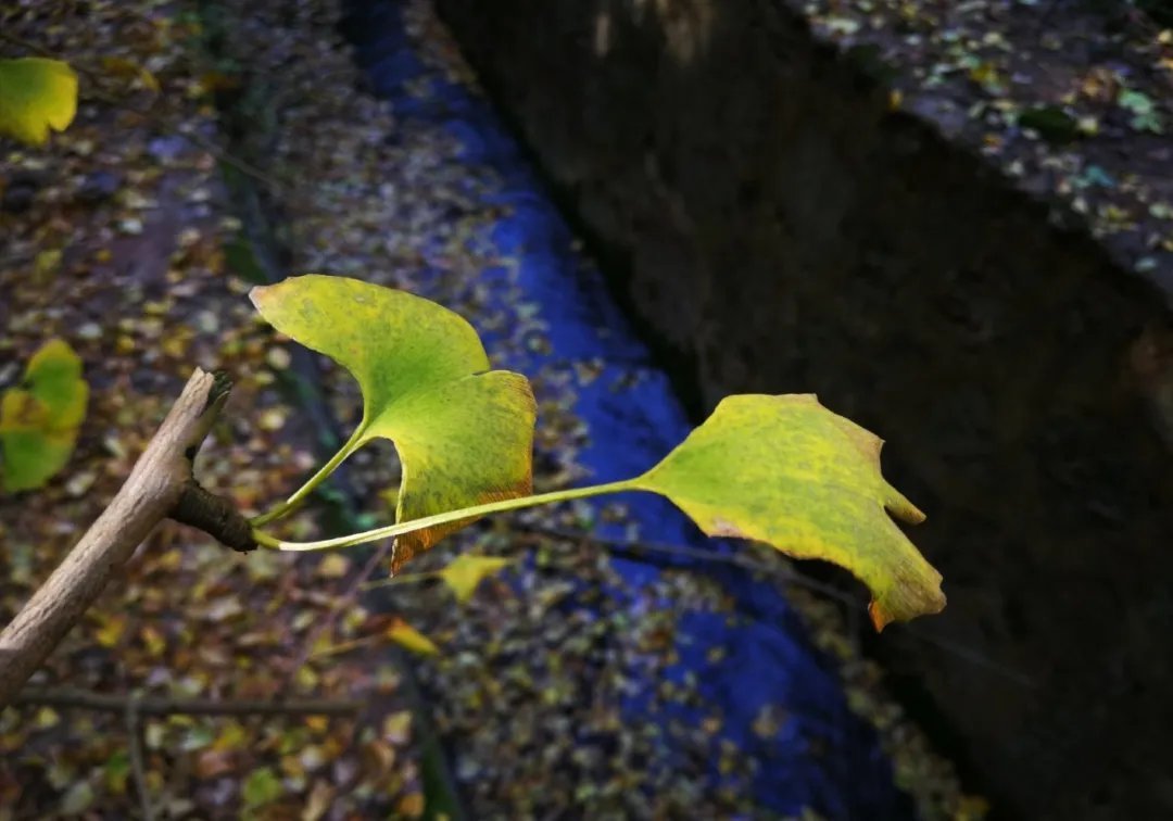 秋风&杜甫一首秋天的诗,字句皆律,誉为“古今七言律第一”
