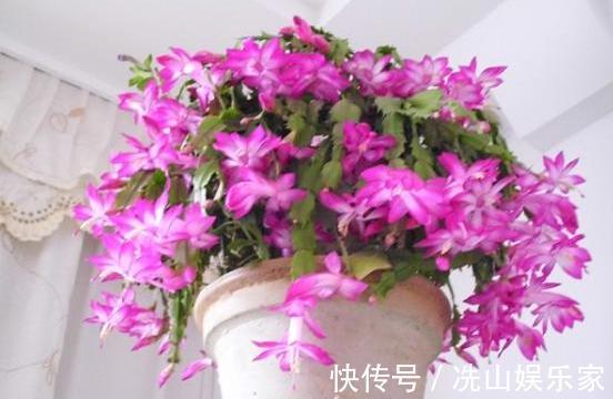 蟹爪兰嫁接后如何管理做好“3点”,叶片爆盆,花期开花也爆盆