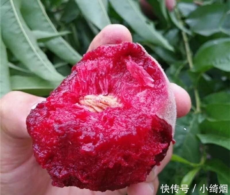 阳台不要再浪费,聪明人此样做,绿色健康,吃不完还可以卖