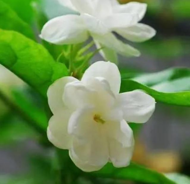 适合摆在卫生间的花,吸收异味,空气更清新,你家养了吗