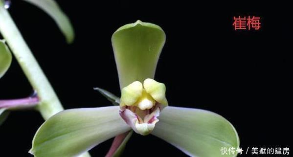 蕙兰|请欣赏蕙兰的新八种介绍及开品图片