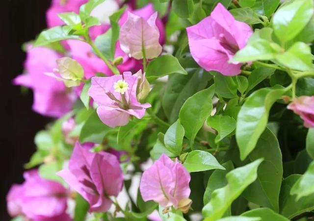 三角梅迟迟不开花,4个方法催花,2个月后就开花,又多又鲜艳