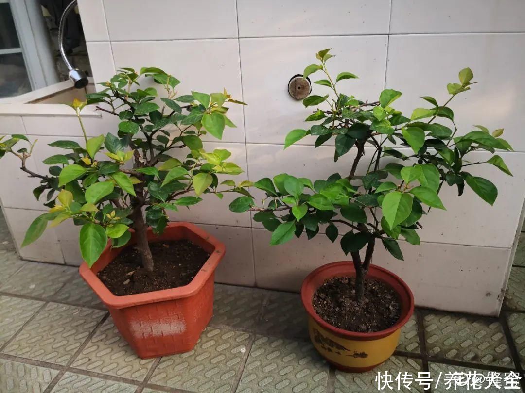 大粗杆子扦插，泥巴一裹就生根，秒变老桩大户