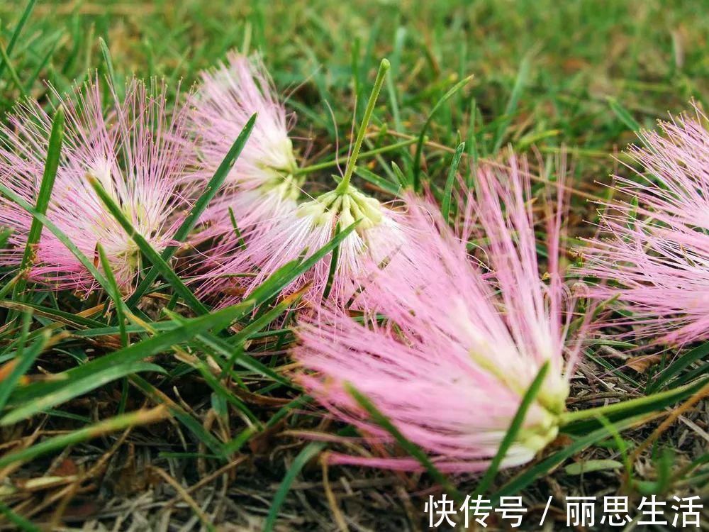 入药#李时珍言“令人欢乐无忧”,开花像扇子,人们常见,却不知其名字