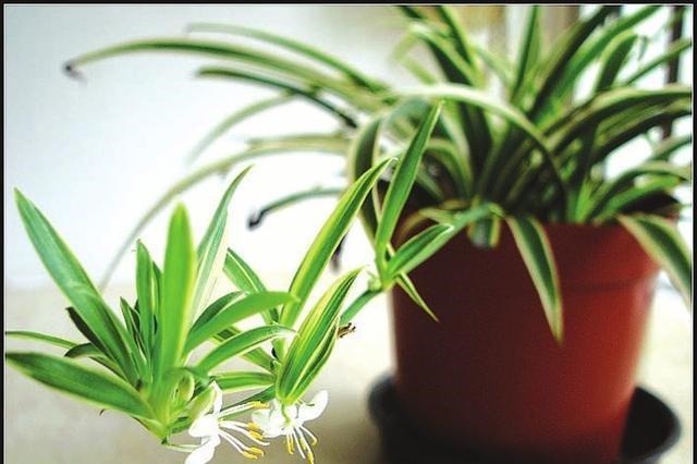 这6种花卉，越是忘记浇水，越容易长爆盆，新手和懒人都爱种