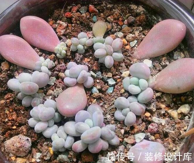 成活率|秋天叶插多肉植物,掌握4个要点,出芽快长新叶,成活率90%以上