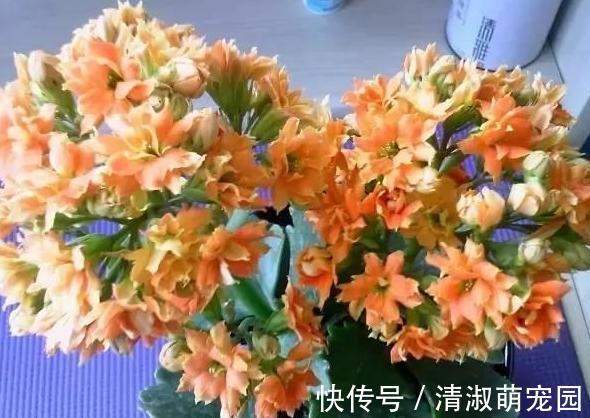 养花浇水是技术活:盆栽远离5种水,植物伤亡少、花友不走弯路