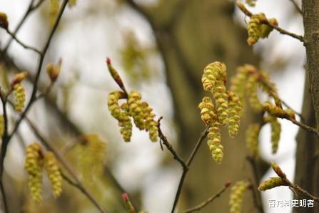 诸多外国游客远赴千里来中国,只为了看这一棵树,现仅存一株