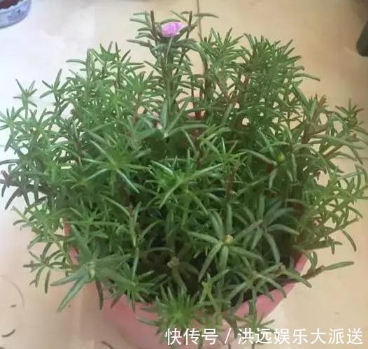 养花|夏季养花,首选这些不怕晒,不怕旱的花卉,养着省心、看着养眼