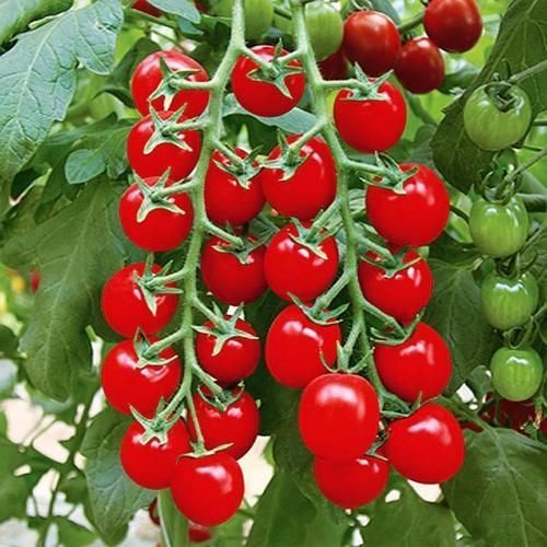 预防疾病|秋天想身体好,坚持吃以下食物,预防疾病,活血养颜,女人都爱吃