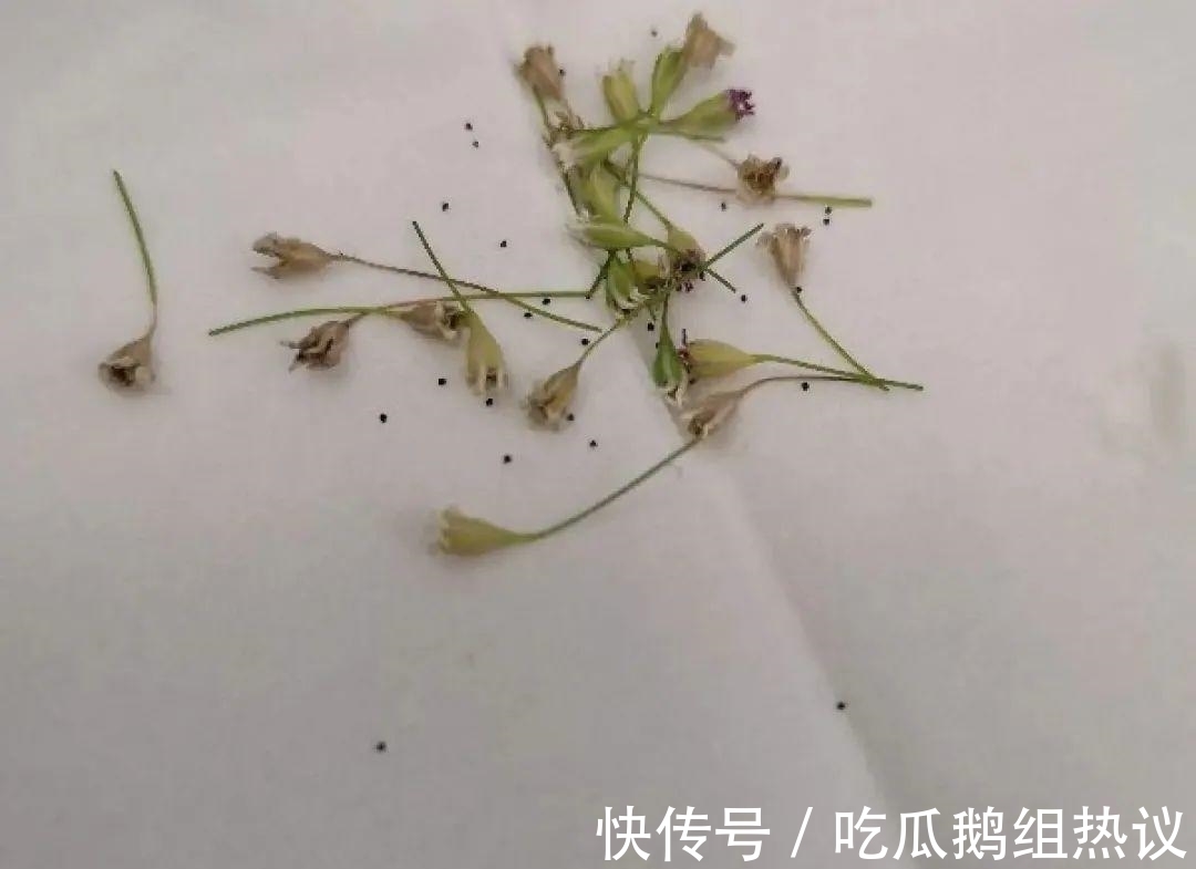 种花|9种花，夏天休眠了，一定少浇水，否则越浇越死