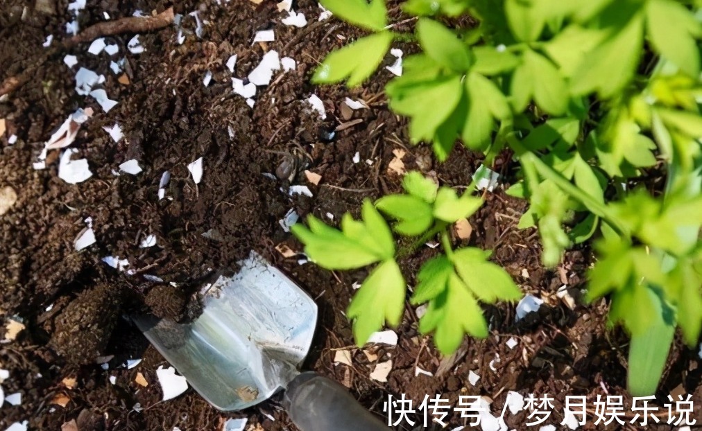 将蛋壳直接倒扣在土壤里养花，光招虫没肥效，做错了吗？