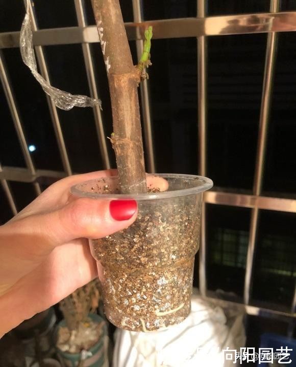 公园剪点无花果枝条，自己扦插，种到花盆里，夏天就能结果子