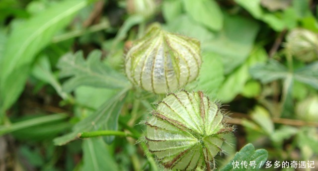 野西瓜苗|天炮草看上去平平无奇!居然有真么多用处!