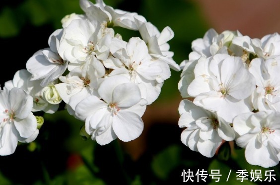 花海|养这些花卉真幸福，夏天开花成花海，花香十足，飘散四溢