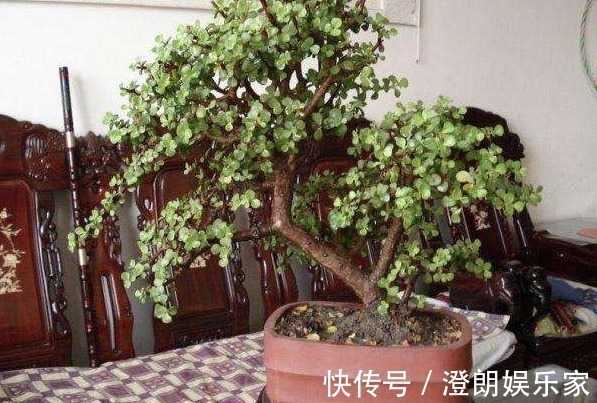 木质化|金枝玉叶如何养平时给予3个条件,枝干变得木质化,3年成老桩