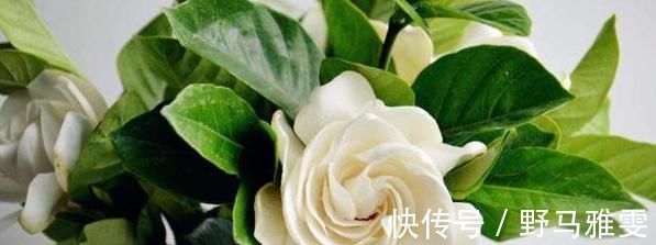 桑葉|“嘌呤大王”被發現，是這2種調料，快點撤下桌，才能穩定尿酸