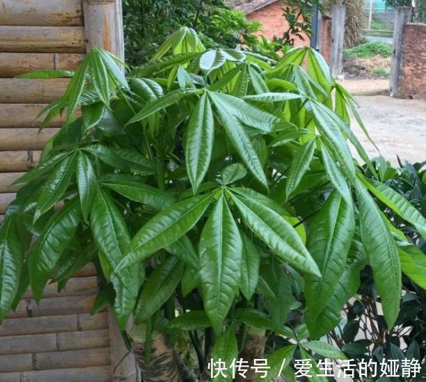 发财树就是这么好养,只需4步,枝叶繁茂,再也不黄叶烂根