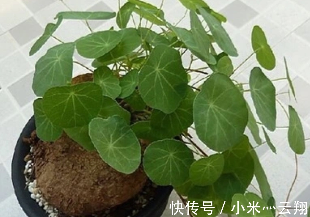 7种“养不死的花”,耐干旱皮实好养,适合新手养