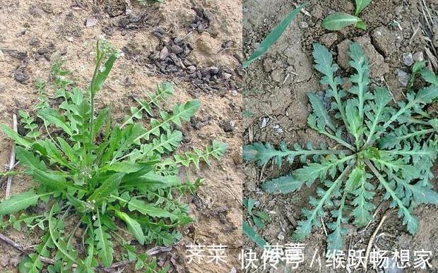 毛妮菜|养生四种“双胞胎”菜傻傻分不清,营养价值极高!现在知道还不晚