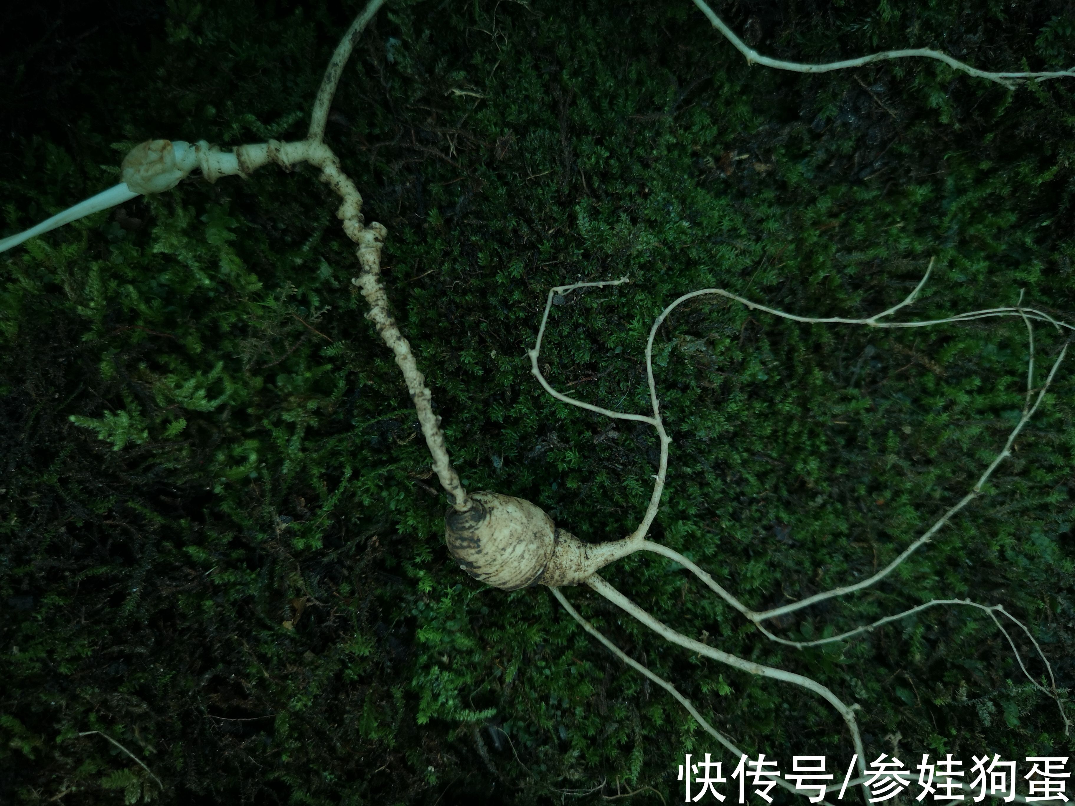 野生人参纯度鉴别