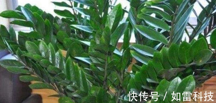 客厅养上4种花,四季常青,寓意好,招财进宝,懒人最爱
