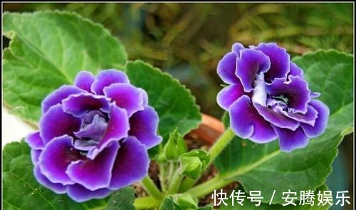 新手养花,不如养盆花中精品“六雪尼”,花期超长,养护简单