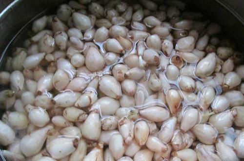 农民朋友|农村一种埋土里的野果,过去2毛一碗抢着吃,如今却要50元一斤