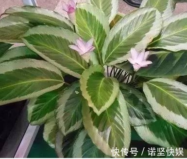 室内没光照就养这三种植物,个个颜值爆表,关键好养!
