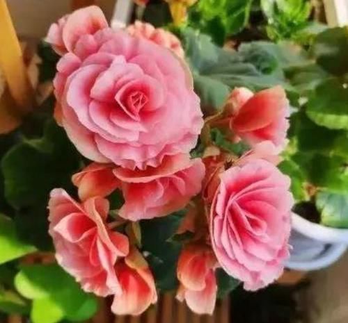 种花|4种花很耐养,沾土就能活,一养就上瘾,抓紧养一盆