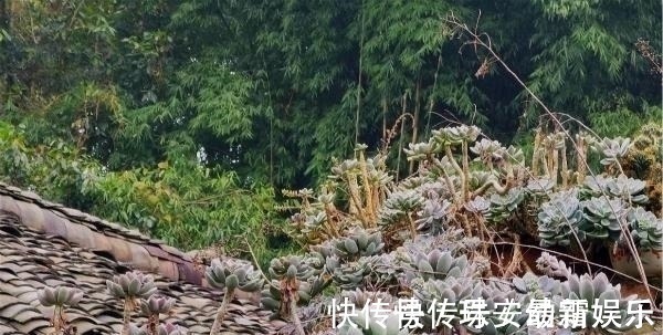 宝石花|这里的多肉不要钱,长在房顶瓦缝里,还是漂亮大老桩